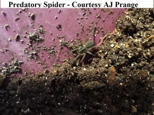 predatory Spider - AJ Prange                  